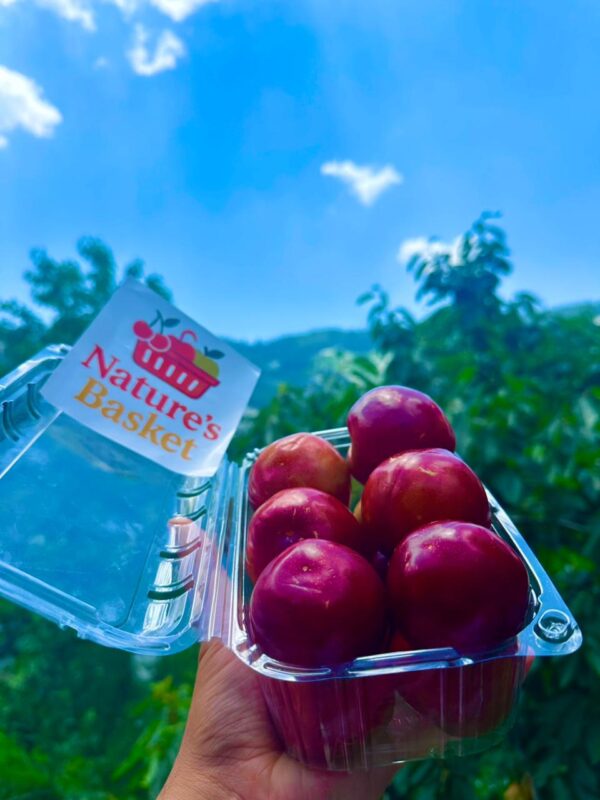 Kotgarh Plums – Tangy-Sweet Bursts of Himalayan Freshness - Image 3