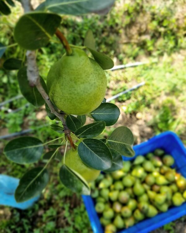Kotgarh Pears – Delicately Sweet with a Mountain Crisp Pre Order - Image 4