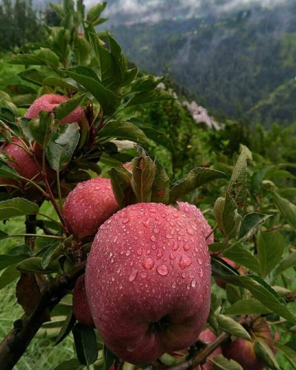 Kotgarh Apples – Crisp, Juicy & Naturally Grown - Image 2
