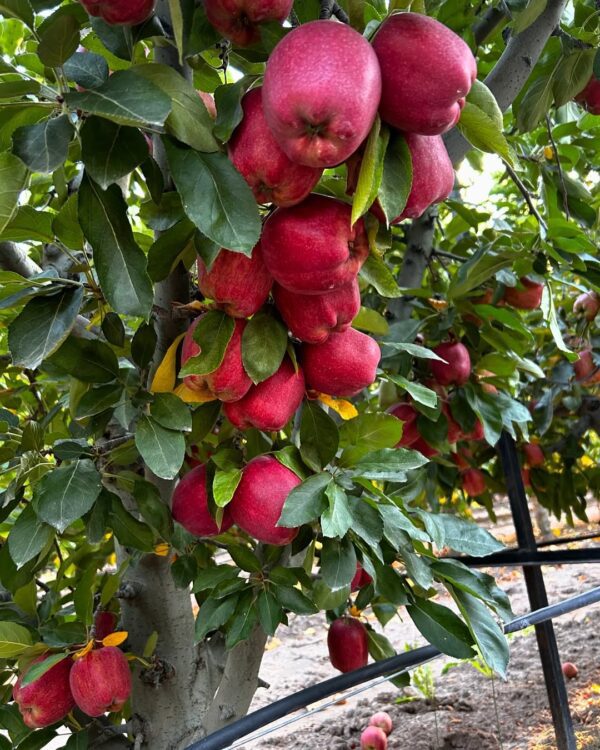 Kotgarh Apples – Crisp, Juicy & Naturally Grown - Image 4