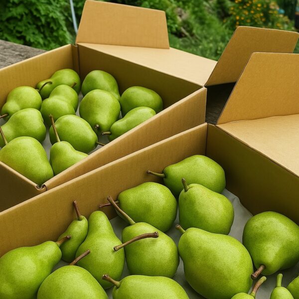 Kotgarh Pears – Delicately Sweet with a Mountain Crisp Pre Order - Image 2