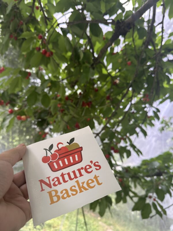 Kotgarh Cherries – Sweet, Juicy Gems from the Hills. - Image 5