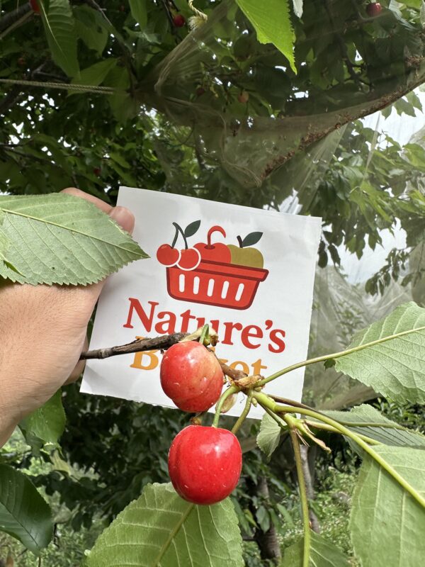 Kotgarh Cherries – Sweet, Juicy Gems from the Hills. - Image 6