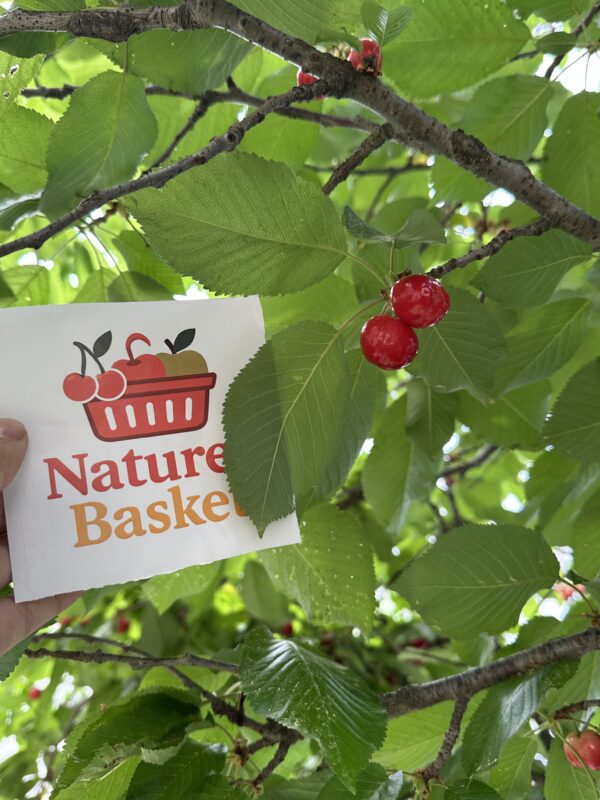 Kotgarh Cherries – Sweet, Juicy Gems from the Hills. - Image 4