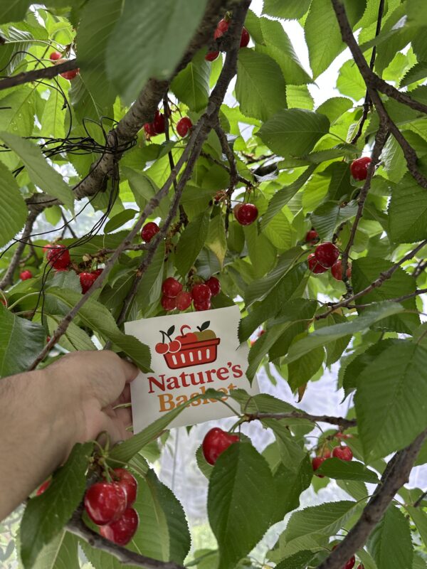Kotgarh Cherries – Sweet, Juicy Gems from the Hills. - Image 3