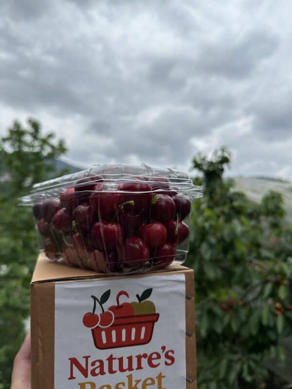 Kotgarh Cherries – Sweet, Juicy Gems from the Hills. - Image 7