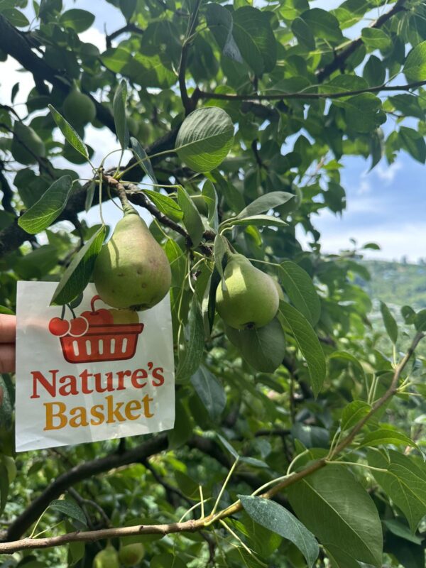 Kotgarh Pears – Delicately Sweet with a Mountain Crisp Pre Order - Image 2