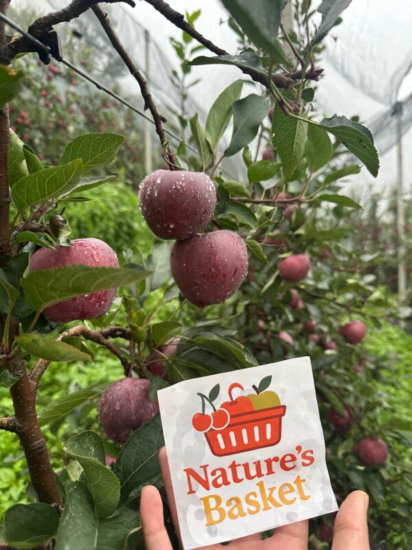 Kotgarh Apples – Crisp, Juicy & Naturally Grown - Image 5