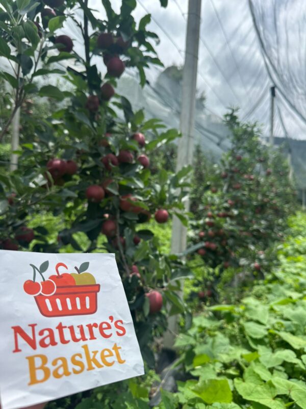 Kotgarh Apples – Crisp, Juicy & Naturally Grown - Image 3