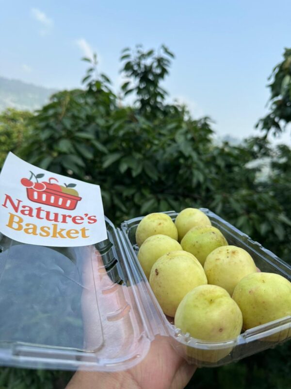 Sweet Golden Apricots – Farm Fresh - Image 2