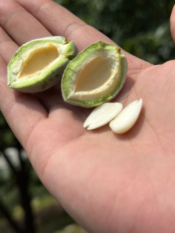 Kotgarh Hill Almonds – Fresh & Natural - Image 3