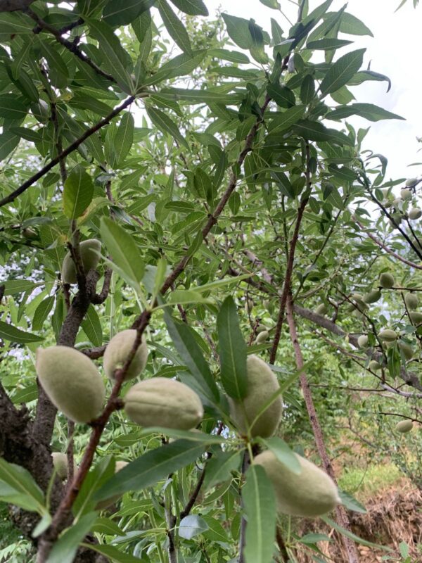 Kotgarh Hill Almonds – Fresh & Natural - Image 4