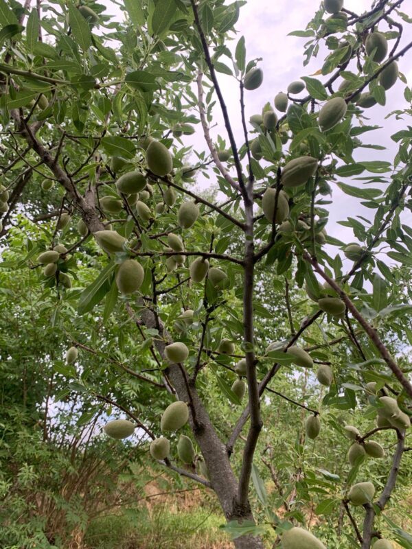 Kotgarh Hill Almonds – Fresh & Natural - Image 5