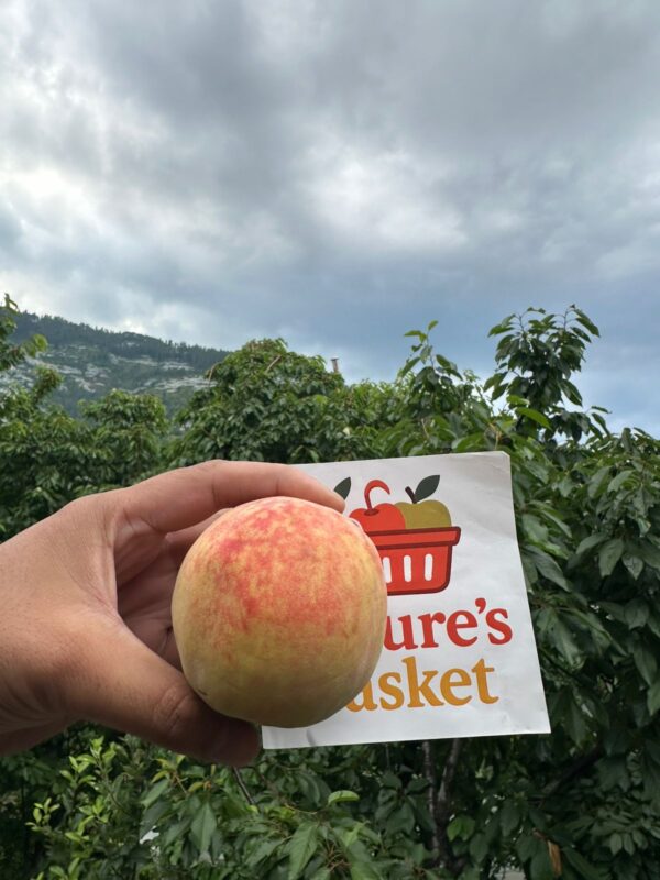 Kotgarh Fresh Peaches – Orchard-Grown & Naturally Sweet - Image 3