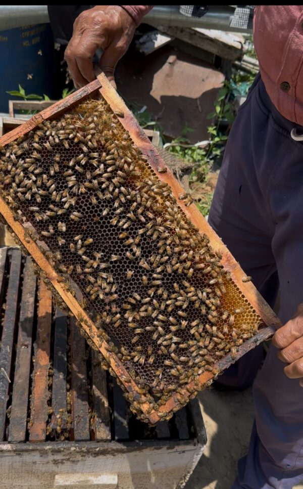 Kotgarh Pure Honey – Raw & Organic from the Hills - Image 3